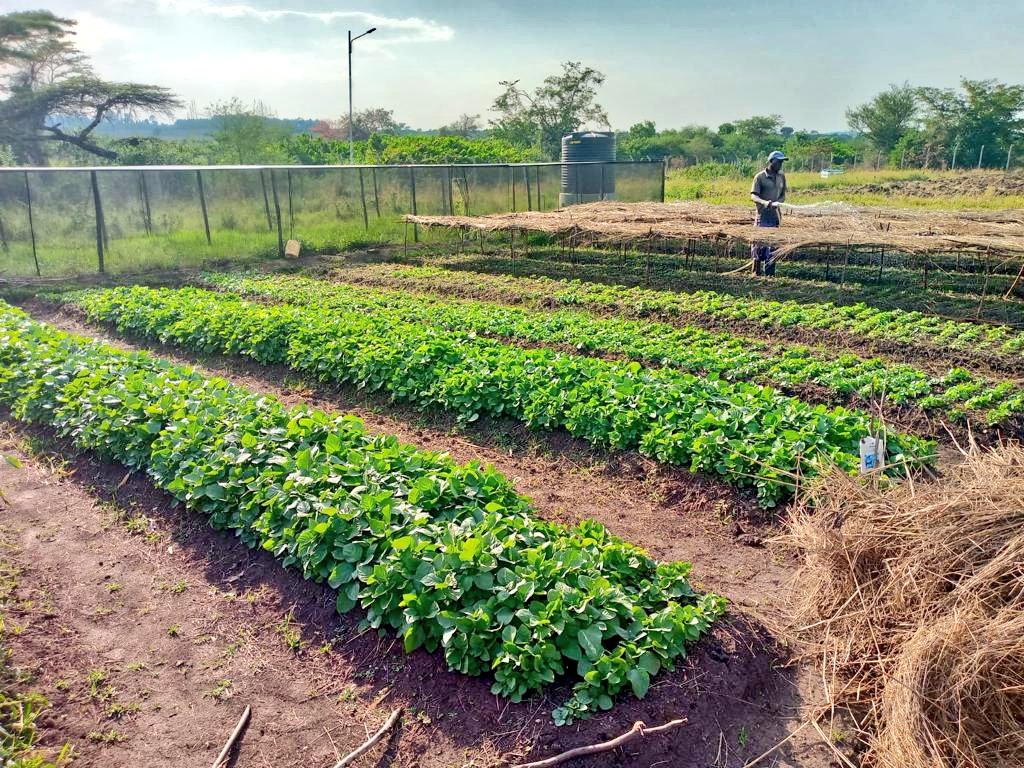 WycliffeOchiaga's tweet photo. With rainfed agriculture becoming untenable, @LBDAgov intends to focus on Solar powered irrigation; utilizing technology in modern farming as we mitigate against Climate Change effects. @Ewasonorth @KVDA_ke @minwater_sani @kilimoKE @KVDA_ke @CoastDev @TardaKE @Roba_Liban_Duba https://t.co/yW4q1AVYly