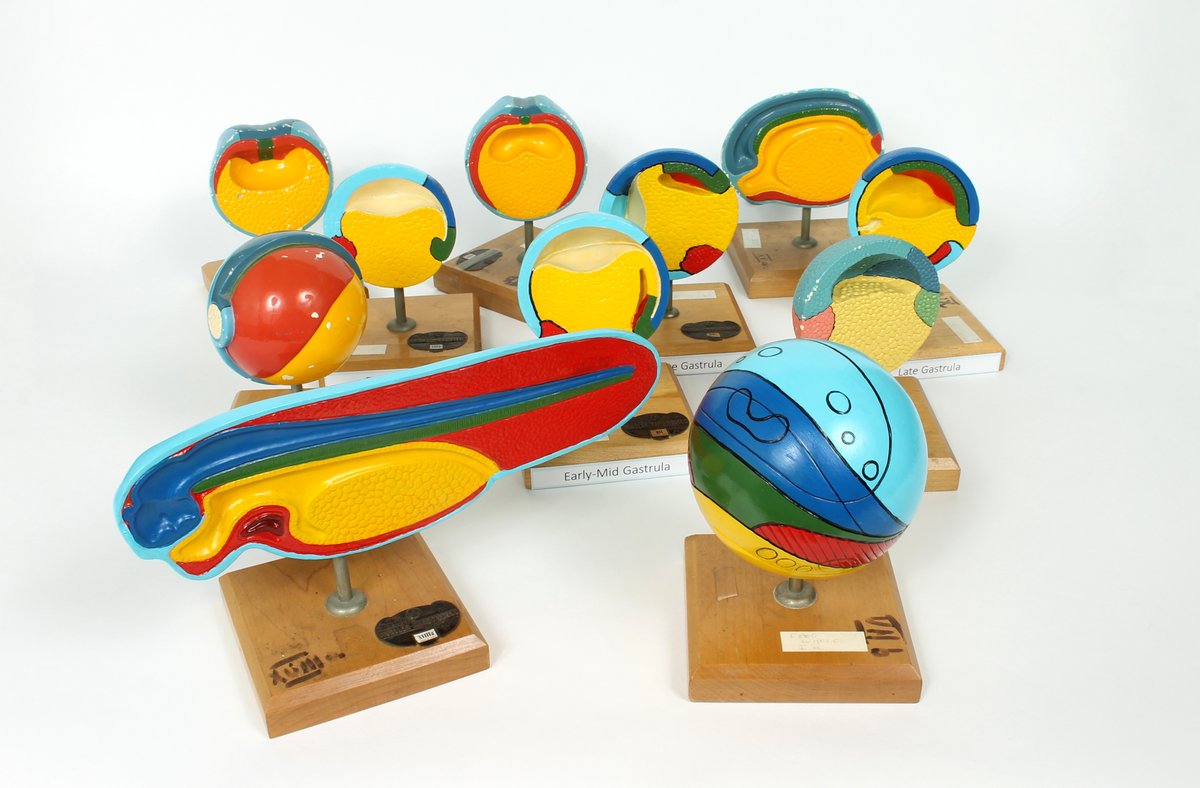 eweidenh's tweet photo. We recently catalogued several sets of lovely mid 20th c. Mueller Ward biological teaching models at @eebtoronto.

You can find them here:
https://t.co/leM3HWDPfg
#histsci https://t.co/d4XwVznWpp