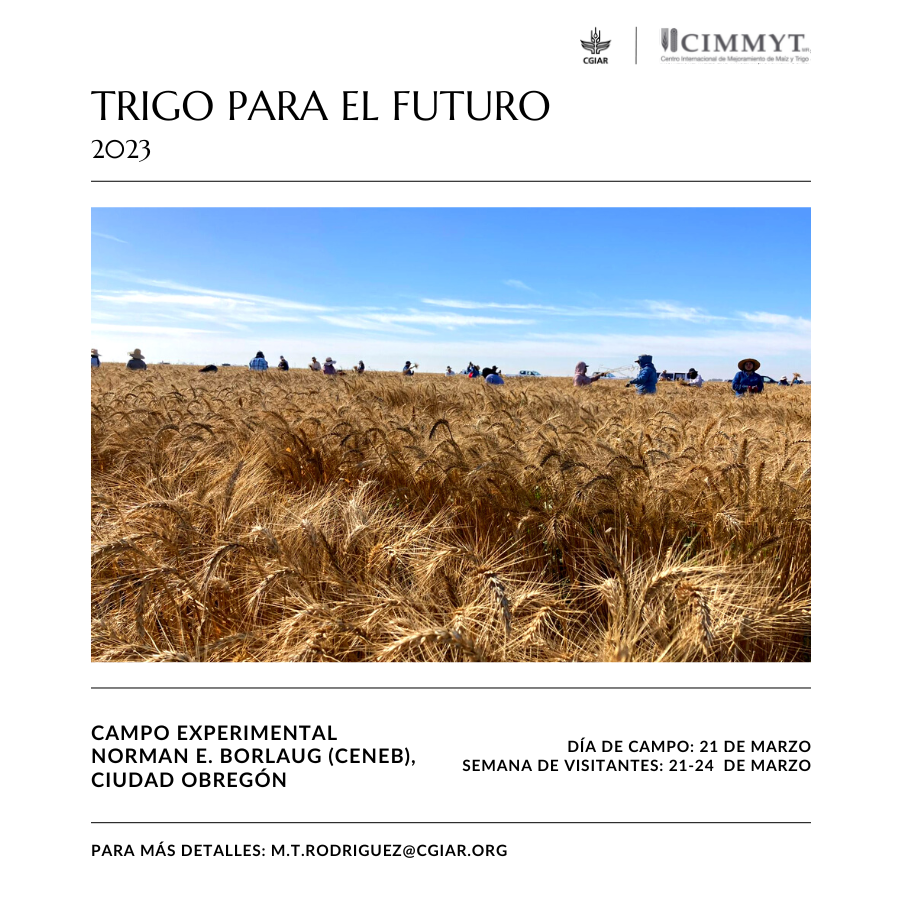 bramaccimmyt's tweet photo. ¡Estamos contando los días para que comience la Semana de Visitantes del @CIMMYT este 21/03/2023!
#TrigoParaElFuturo es el tema de nuestro día de campo - organizado en equipo con el #CENEB -como parte de la agenda para el martes 21 de marzo.
Acompáñenos: https://t.co/R7MlBDNX37 https://t.co/LQqe5ey6ZE