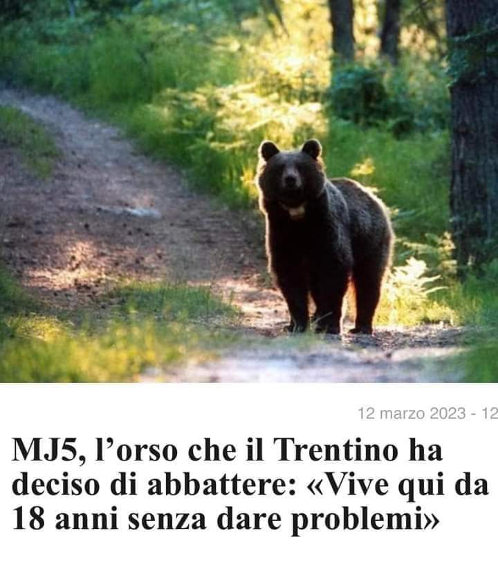 nebbianelsole's tweet photo. Io sto con l'orso!❤️🐻 https://t.co/tpxsgADnE4