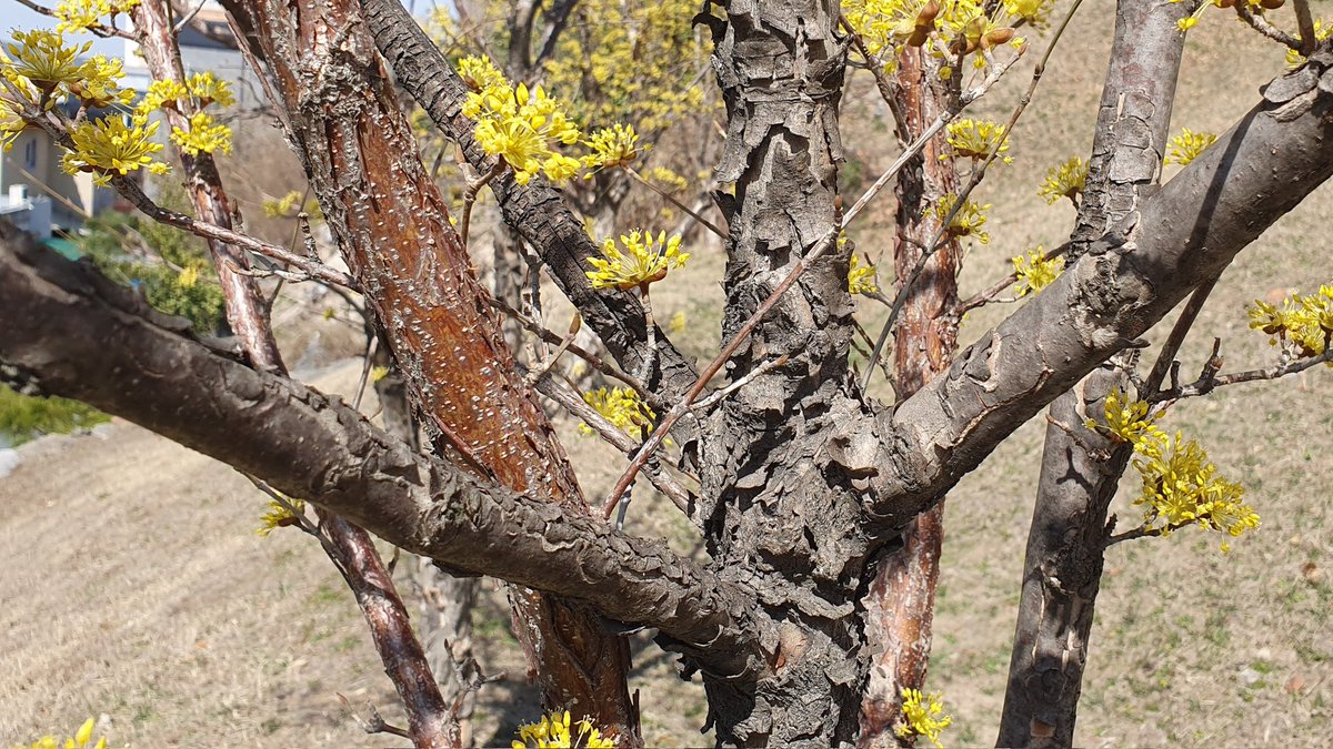 화창한날
지난번에 봤던 산수유 다시 찍기
나름 특징 살려서 찍음