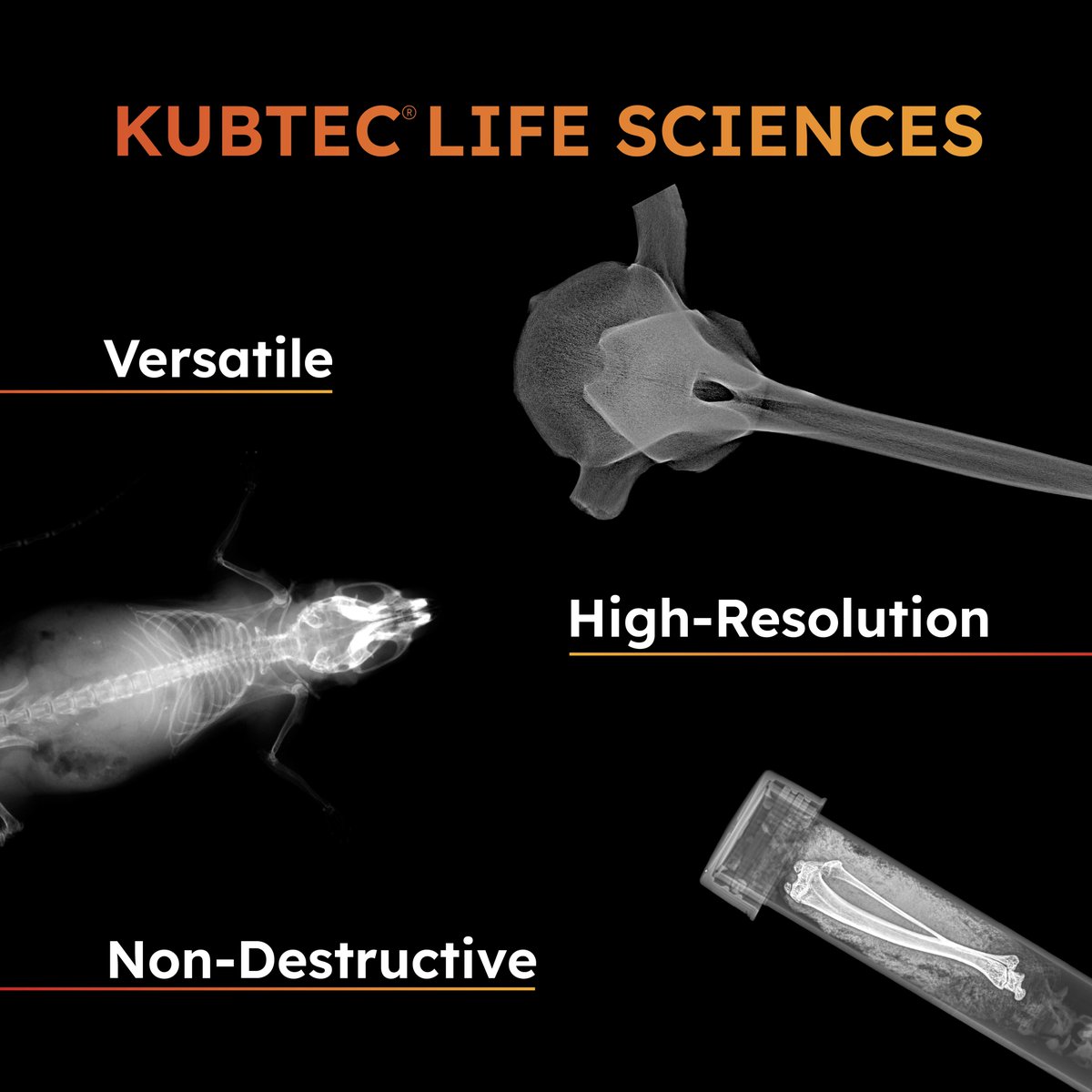 KubtecSciences's tweet photo. Did you know that KUBTEC cabinet X-ray systems are a game changer for life sciences research?
These systems provide non-destructive imaging of samples, allowing for detailed analysis of internal structures.
#lifesciences #research #Xray #KUBTEC https://t.co/iB6pqvCvVh