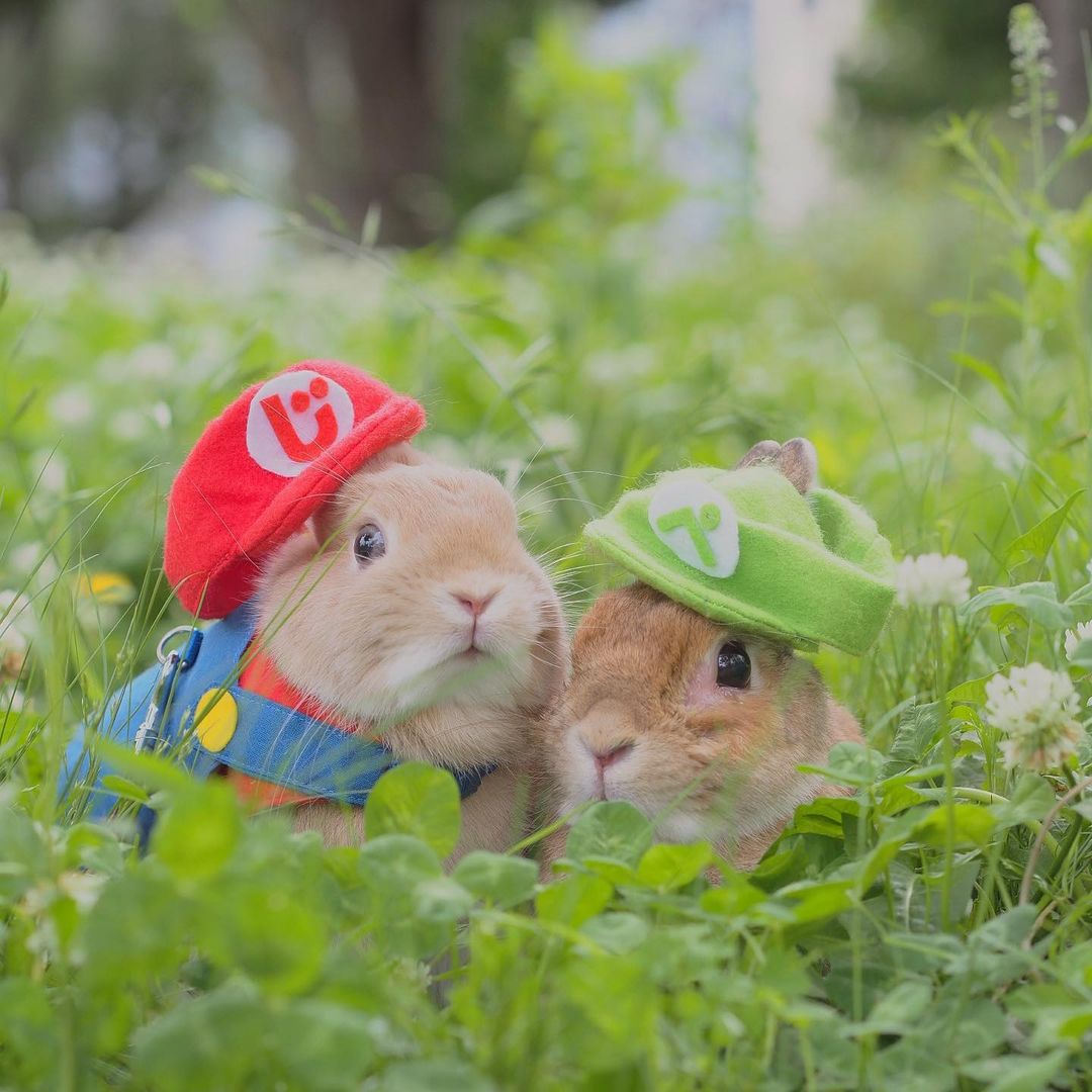 rabbit lover (@rabbitloverscom) on Twitter photo 