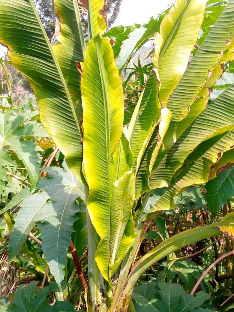 Nocento2020's tweet photo. The bunchy top disease still spreading in Burundi, Rutana Province, Bukemba commune https://t.co/qyQfD7MLWP