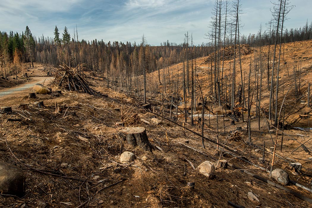 ChrisAndrews170's tweet photo. Help the Earth, We're cutting down the Earth's lungs. What will you do to help? https://t.co/cIFpQUBB4L