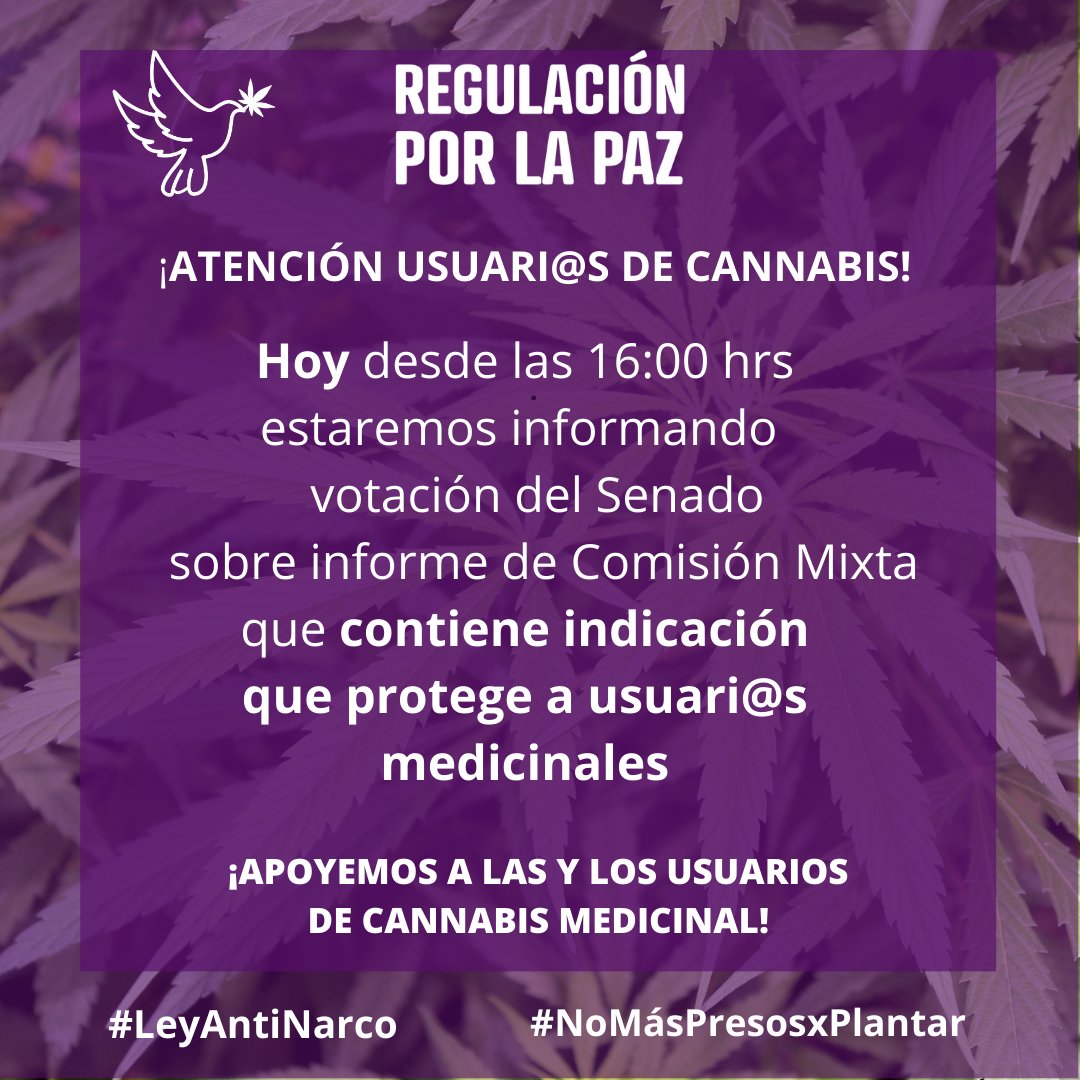 HOY martes 14 a las 16:00hrs se vota en la Cámara del Senado informe de Comisión Mixta que incluye artículo que PROTEGE A PACIENTES QUE CULTIVAN CANNABIS con receta médica! 
De aprobarse SERÁ LEY!👏👏
 #NoMasPresosPorPlantar