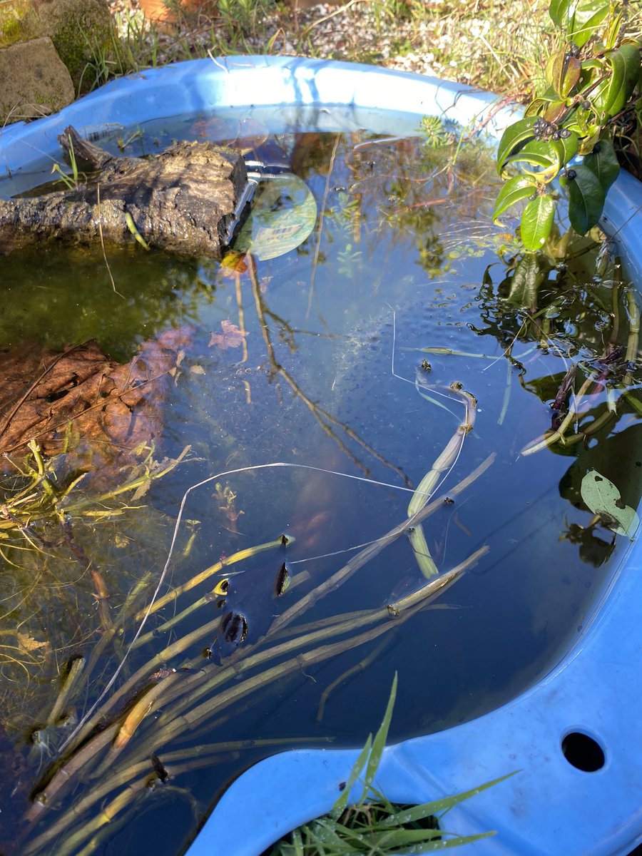 erintyrrellart's tweet photo. I am ever so excited. 2 years ago I turned my boys old paddling pool in to a pond. 
I am going to be a mummy again 🐸 
@froglifers https://t.co/LbH3j1DVve