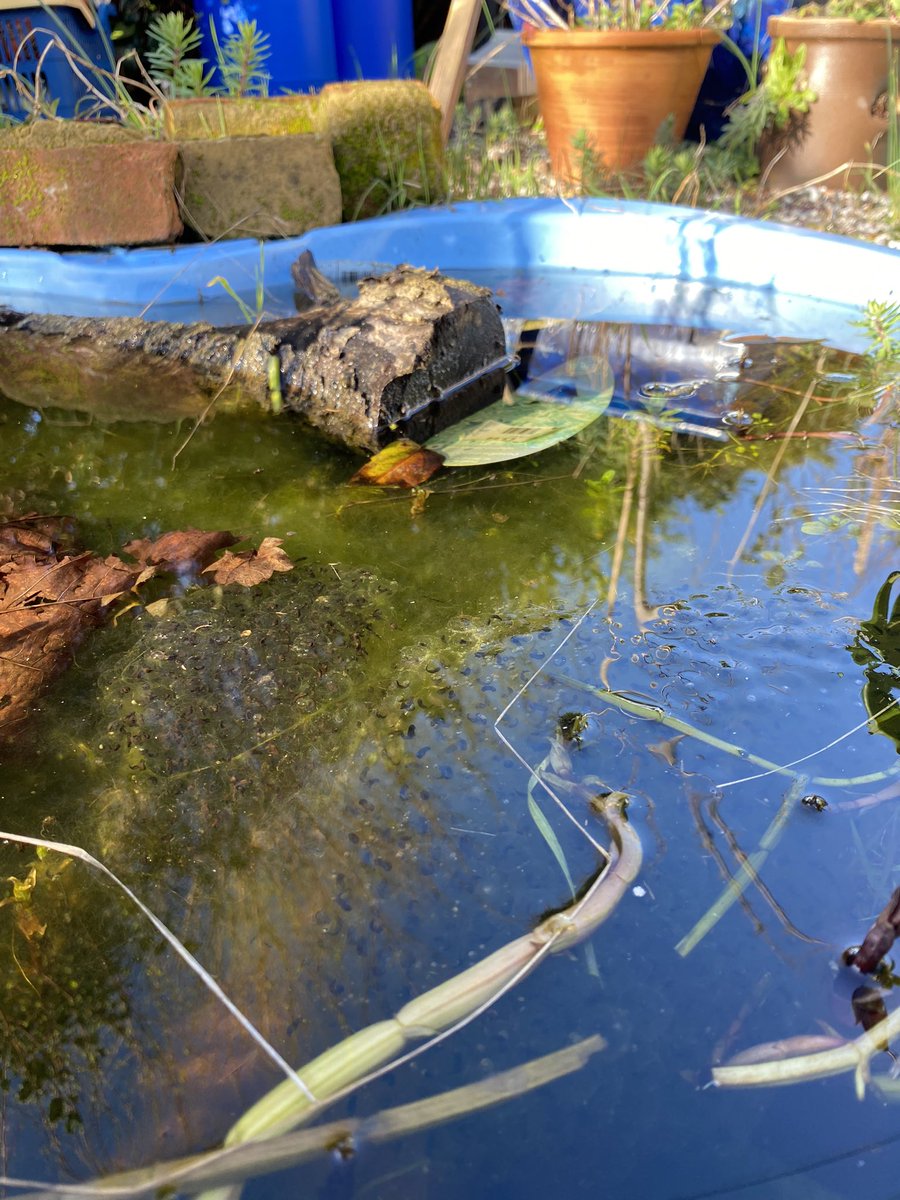 erintyrrellart's tweet photo. I am ever so excited. 2 years ago I turned my boys old paddling pool in to a pond. 
I am going to be a mummy again 🐸 
@froglifers https://t.co/LbH3j1DVve