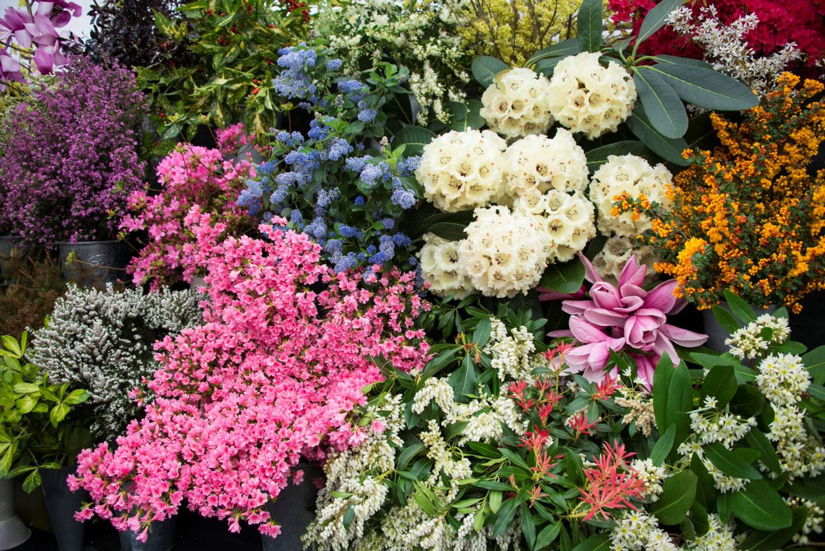 It's the <a href="/CwllGardenSoc/">Cornwall Garden Society</a> Cornwall Garden Society Spring Show soon! We've popped some more information about the event and how to get involved here: cornwall.uk/cgs-spring-sho… #cornwall #cornishhorticulture #GardeningTwitter