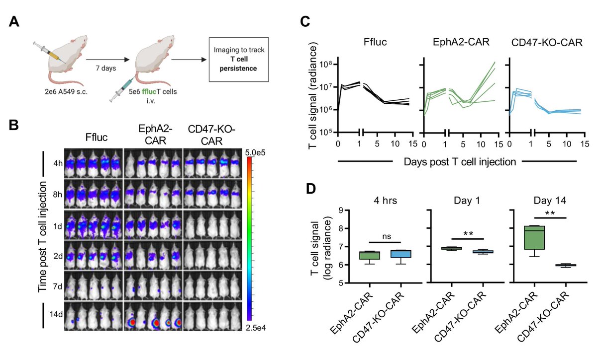 New #JITC article: CD47 expression is critical for CAR T-cell survival in vivo bit.ly/42exzTt @itsalexbeckett