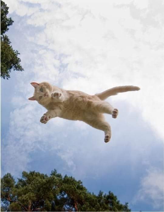 ذهبت الشاعرة العمانية المبدعة والمجددة عائشة السيفي بأمارة الشعر، مخلفة وراءها حشودا من العقول العالقة بمجاز قطها الطائر وهي تمارس المواء.