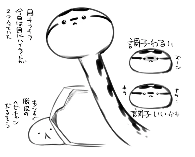 最近のヘビチャンの観察 