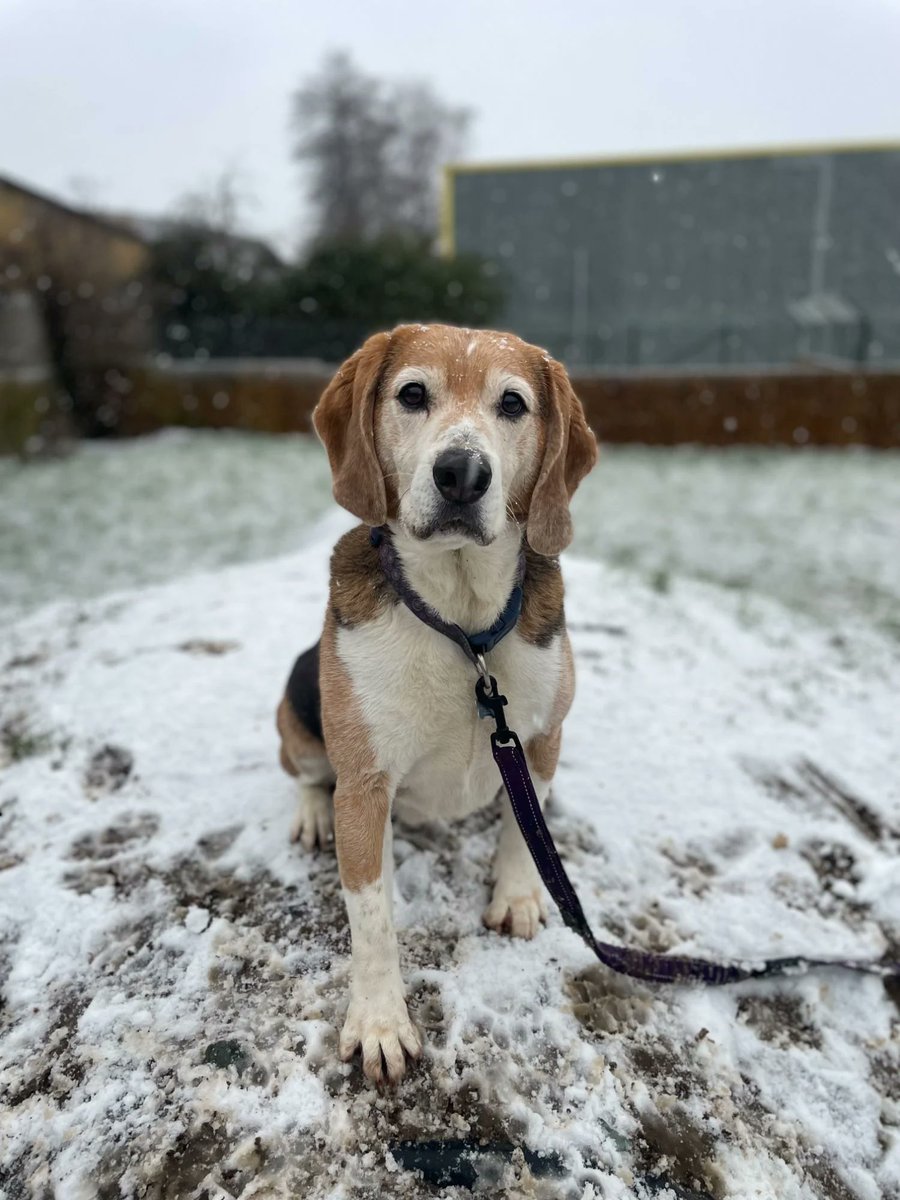 Please retweet to help Sully find a home #YORKSHIRE #UK 
Lovely #Beagle aged 8. Sadly after being adopted he's been returned as there is a new baby arriving. He is very stressed in kennels. 
He needs a committed adult homes the only pet.
DETAILS or APPLY👇
oakwooddogrescue.co.uk/sully