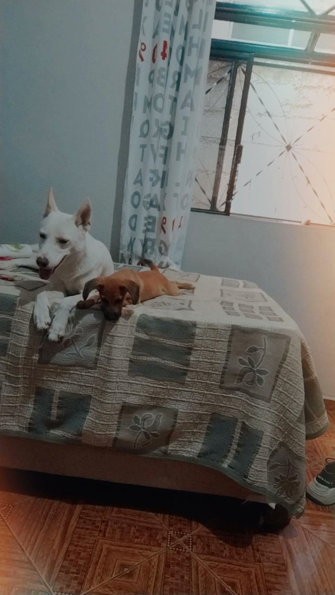 uaisaade's tweet photo. A cama e delas e não mais minha! 

Bom dia Brasil 😌🍁 https://t.co/UdS8XPjcSy
