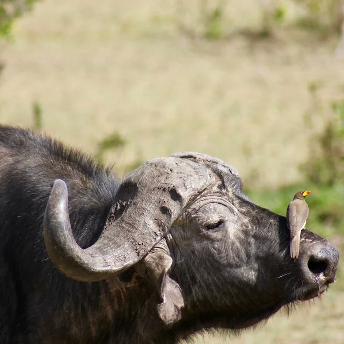 machokodo_tours's tweet photo. Calling all photography enthusiasts! Our safari tours provide unparalleled opportunities to capture stunning shots of African wildlife in their natural habitat. 📸🦓🐆 #photography #wildlifephotography #safari #Machokodo #Tanzania #TourCompany #Africa #safariphotography https://t.co/yFGU0pm2WL