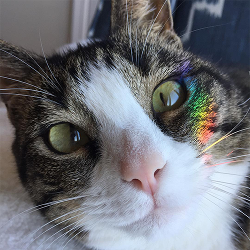 MeowAsFluff's tweet photo. Wonderful Wobbly Cat Finds Her Forever Home Thanks To Her Incredibly Cute Crossed Eyes!
https://t.co/k293w2yu9K
@Lindsay_LeGrand 
#adoptdontshop #rescuecat #rescuecats #tabbycat #cerebellarhypoplasia #catlover #catlovers https://t.co/CcTwHmNdg4