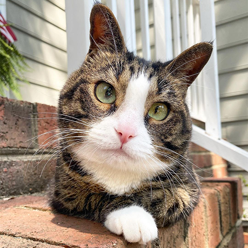 MeowAsFluff's tweet photo. Wonderful Wobbly Cat Finds Her Forever Home Thanks To Her Incredibly Cute Crossed Eyes!
https://t.co/k293w2yu9K
@Lindsay_LeGrand 
#adoptdontshop #rescuecat #rescuecats #tabbycat #cerebellarhypoplasia #catlover #catlovers https://t.co/CcTwHmNdg4