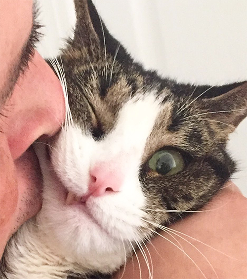 MeowAsFluff's tweet photo. Wonderful Wobbly Cat Finds Her Forever Home Thanks To Her Incredibly Cute Crossed Eyes!
https://t.co/k293w2yu9K
@Lindsay_LeGrand 
#adoptdontshop #rescuecat #rescuecats #tabbycat #cerebellarhypoplasia #catlover #catlovers https://t.co/CcTwHmNdg4