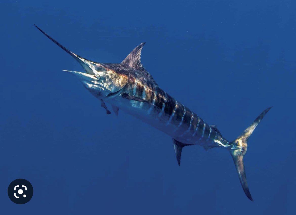 Santiag16697854's tweet photo. I hooked a fish!! I think it’s a Marlin!  I’m being dragged but I’m not giving up! #Excited #lucky #Fishing https://t.co/P541mEqiv4
