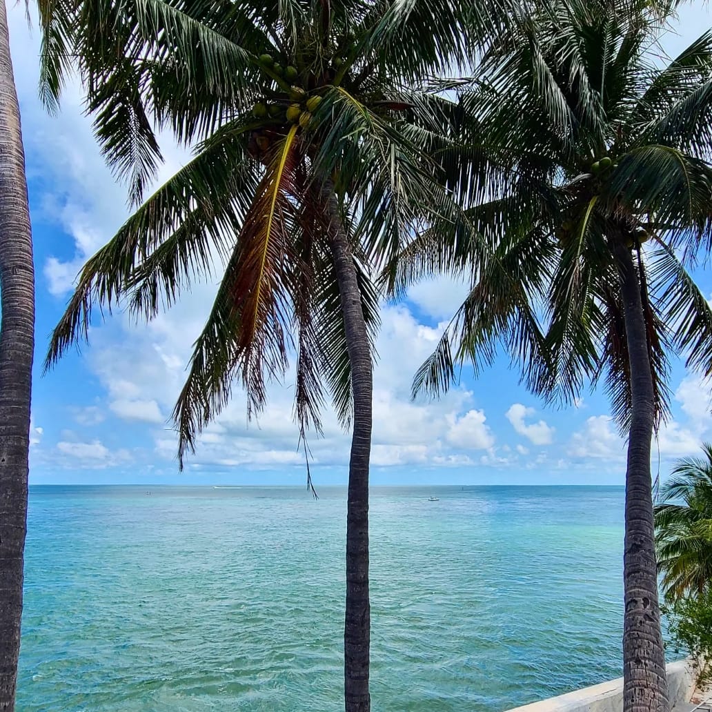 UpTheKeys's tweet image. Island vibes 🏝 Take a tour with Up The Keys and see more of these beautiful Keys 

#marathon #palmtrees #🏝 #vacation #youdeservethis #treatyourself #flkeys #floridakeysroadtrip #exploreflorida #floridakeystours #upthekeys