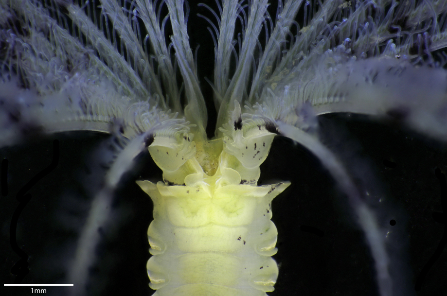 The non-native fan worm Bispira polyomma is beautiful but prolific and is now found in some marinas on the England south coast. One to look out for if you’re diving or surveying. See the new article here: reabic.net/journals/bir/2… #WormWednesday