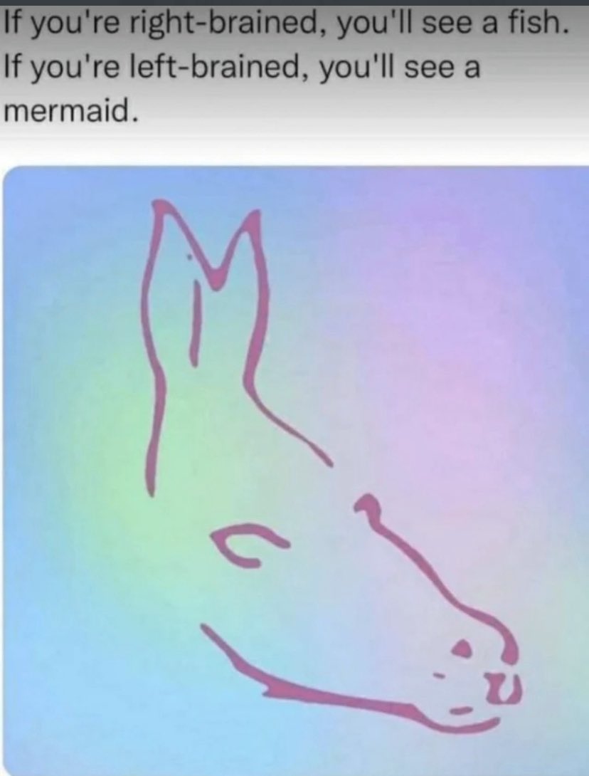 realkarlbeattie's tweet photo. All I see is a seal or a donkey! X #donkey #seal #brain https://t.co/zm0DneIOA2