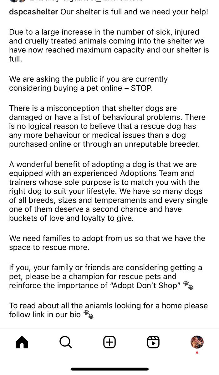 This is from the DSPCA and the Dublin County Dog Shelter posted same with people looking further to surrender dogs.
Please do not purchase dogs. There is NO ethical breeding of dogs given the situation. None. Government action now.