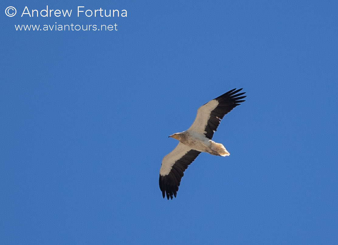 Quick record shot of adult Egyptian vulture over #Gibraltar now