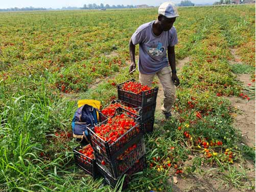 DECRETO FLUSSI “Il Decreto va nella giusta direzione per gli ingressi di manodopera agricola in Italia, legali e con procedure semplificate”. È il commento di <a href="/FranciaStefano/">Stefano Francia</a> presidente di Cia – Emilia Romagna, al testo varato dal Cdm a Cutro. bit.ly/decreto-flussi…