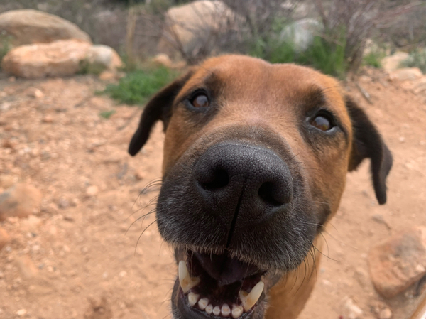 Adoptable #Dog #HarryTruman_PIMAAZ_01 Hi! I’m a young sweet, gentle, calm boy ready to adventure and make friends getpet.info/HarryTruman_PI…