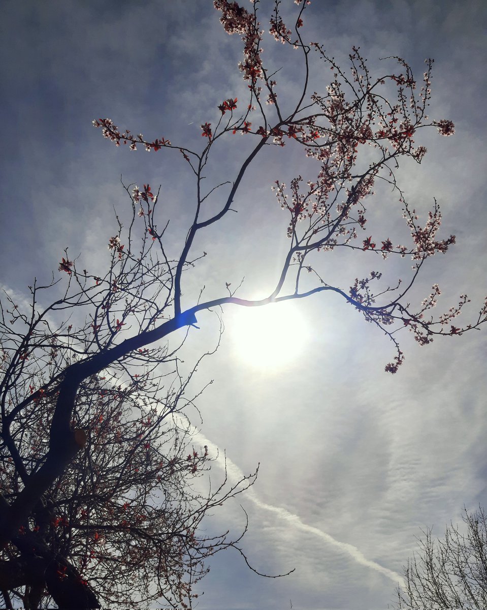 celesgalan64's tweet photo. #pruno florecío 💮
Ya huele a #Primavera ☺ https://t.co/jNELhBHA8C