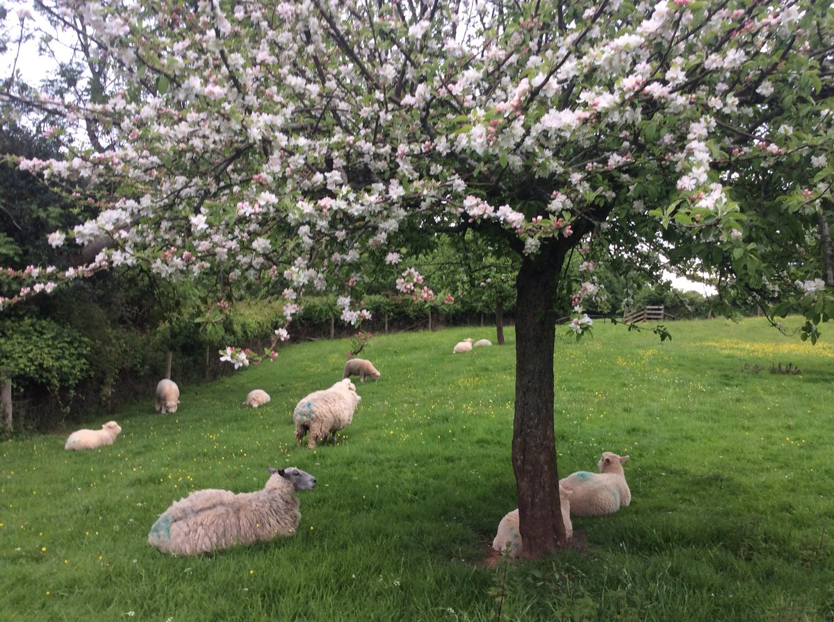 Fabstainedglass's tweet image. #MarchMeetTheMaker day 14 “Big or Small”

The Anclar Flock is small!  No intentions to “go big” in either context- just happy to make a living! #theanclarflock #smallbusiness #WomensArt #sheep