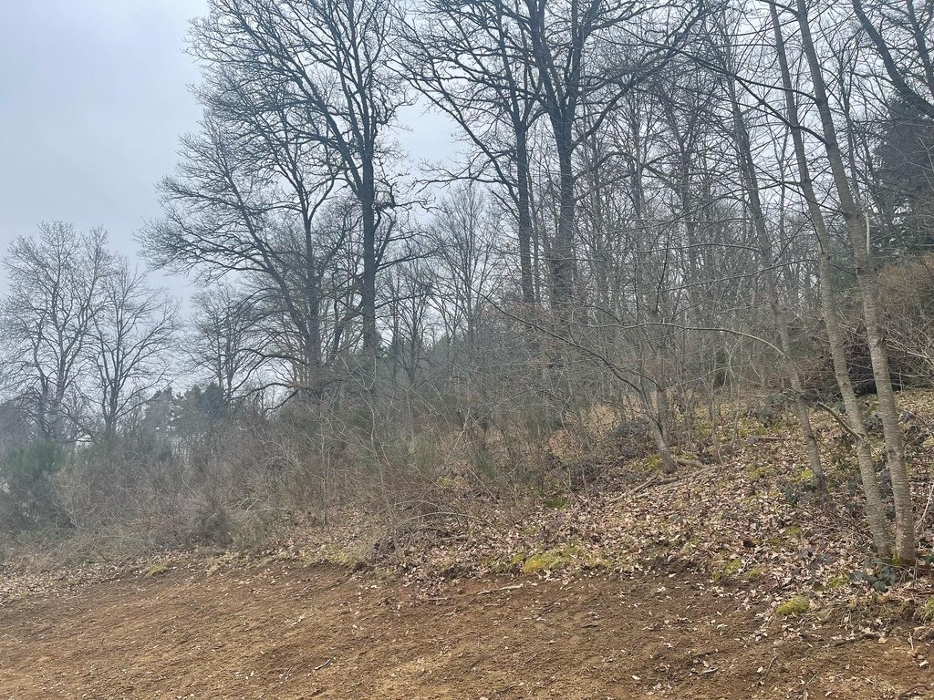 Vorige week achter de huisjes aan het snoeien geweest, dit zijn de voor foto’s