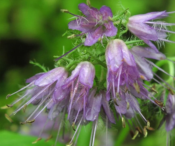 Make room for natives in your garden if you want to support biodiversity and ecological well being. Here are just a few of the many beautiful Ontario native plants that will give you a sequence of bloom from March until May.

bloomingboulevards.org/post/list-of-e…