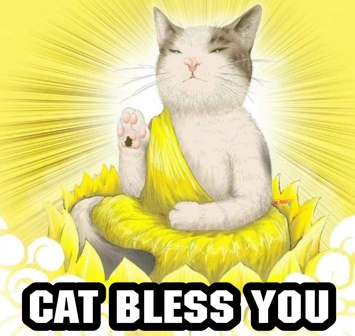 Im_Peaceboy's tweet photo. 1. Bio la #Catism tag add panum
2. Per day minimum 5 cat pics or cat related tweets post pananum
3. Cat vanganum .
4. Mudinja alavuku peoples ku cat mela love vara vaikanum. Avangalayum cat valaka asai vara vaikanum.
5. Yaaru ena sonalum cat post podradha stop pana kudadhu 😸 https://t.co/I5jmJOLzSD