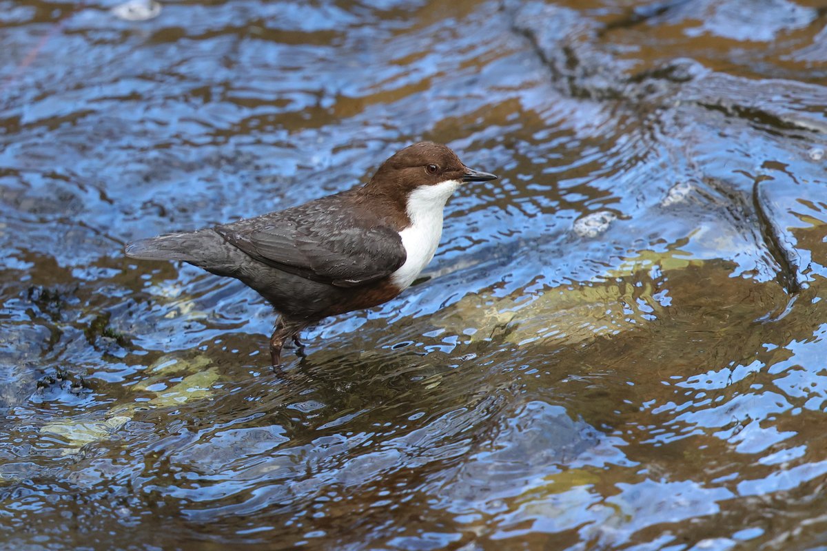 A rather smart looking #Dipper on the River Lyn, Exmoor this morning with the water reflecting the clear blue sky.  A beautiful day with lovely warm sun if out of the cold north wind.