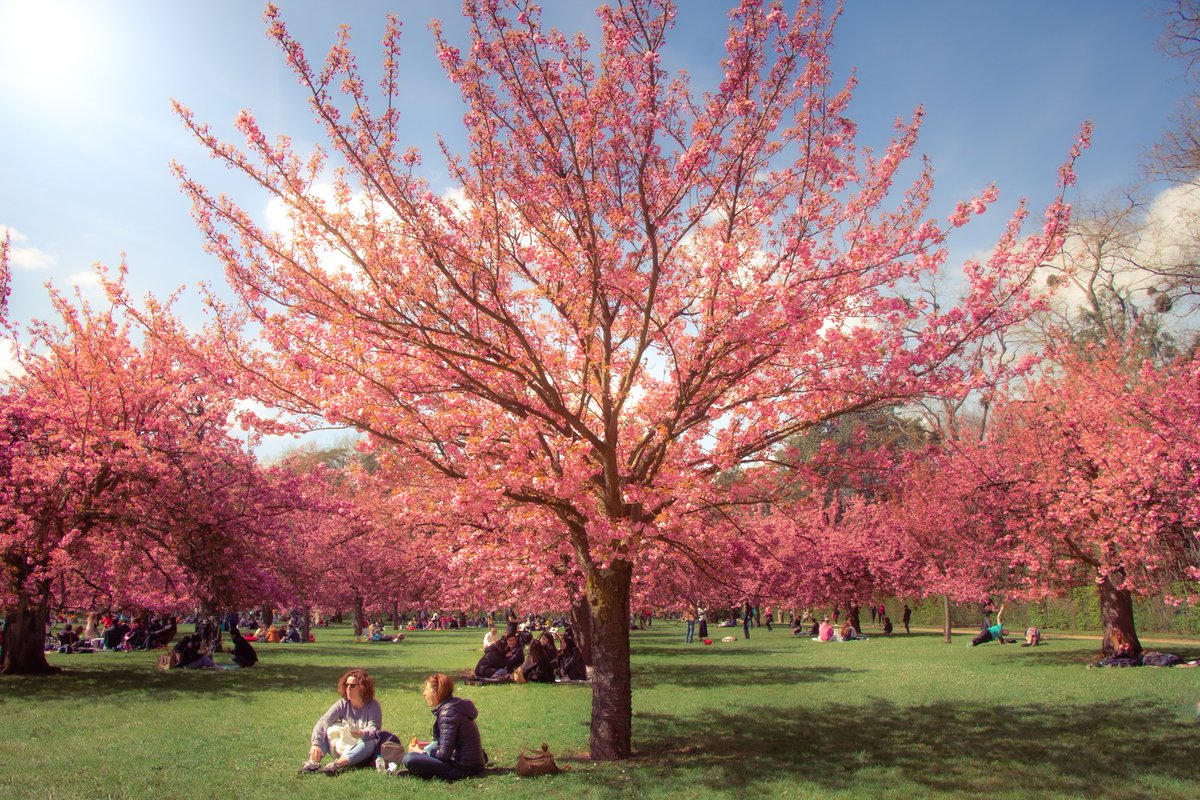 E_sanqueira's tweet photo. Spring is in the air.
It could also be in your gallery!

HANAMI is part of the PAUSE collection by @theburrownft https://t.co/GhXOwNH9dk