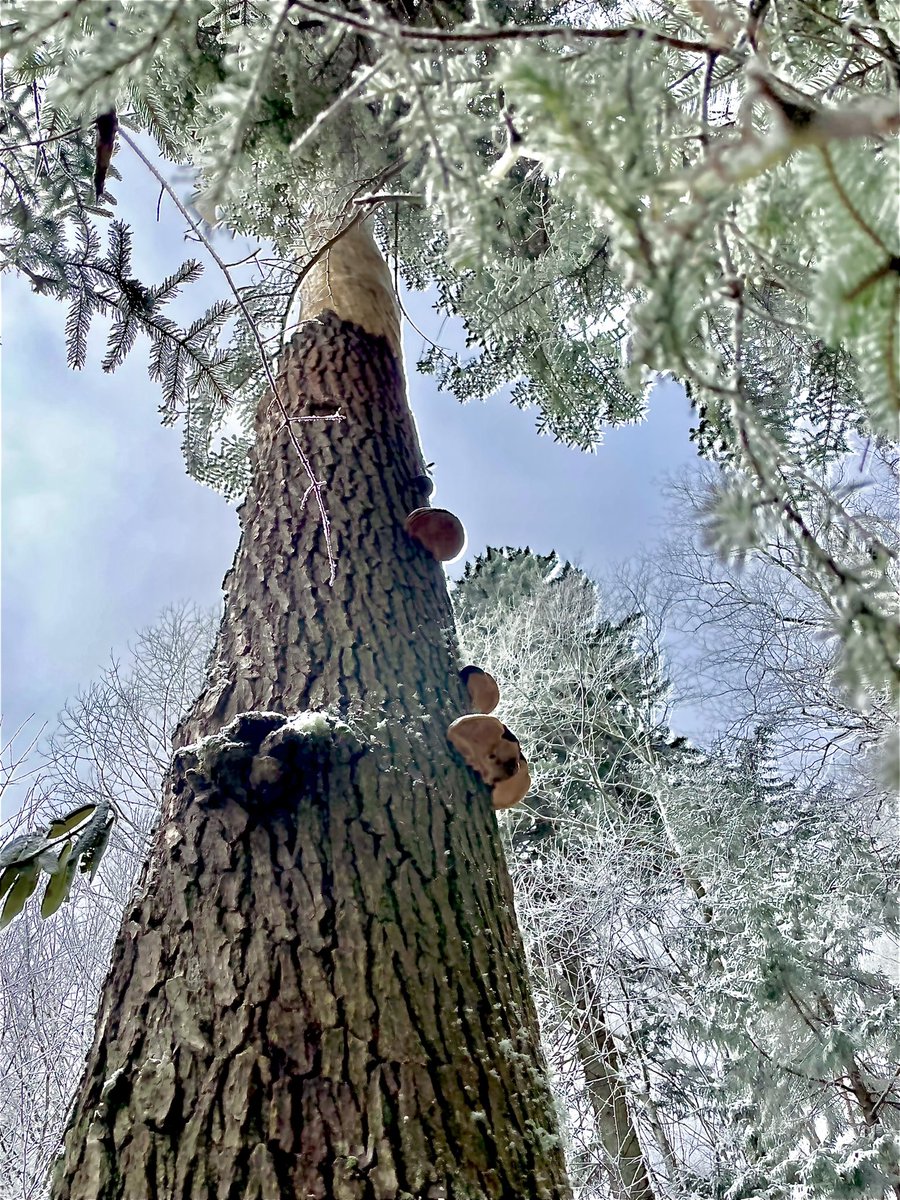 marsmeta1's tweet photo. โSo since Iโm still here livinโ, I guess I will live on. I couldโve died for love- But for livinโ I was born.โ - โLife is FineโLangston Hughes #thicktrunktuesday #NatureBeauty #hiking #MtLeConte https://t.co/6pXo51flmC