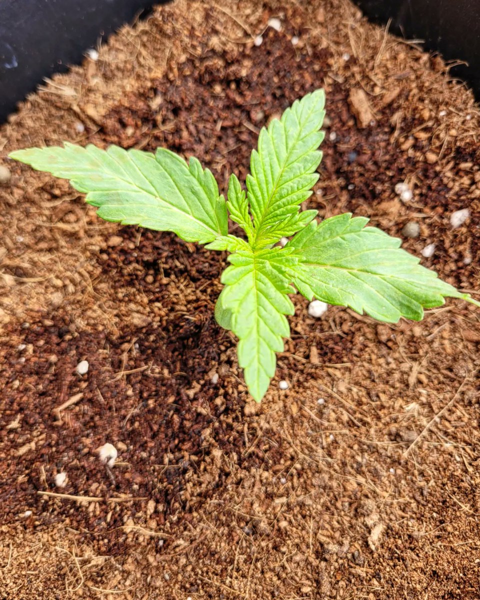 RaulSantos1981's tweet photo. Vaya evolución más impresionante en sólo 5 días! El Sol comienza a mostrar su Poder! 🔅🔆🔆🔅
@ProXL_Spain #RootBooster
#cannabiscomunity #14marzo #cannabisculture #Cannabis https://t.co/GYl83U4JrE