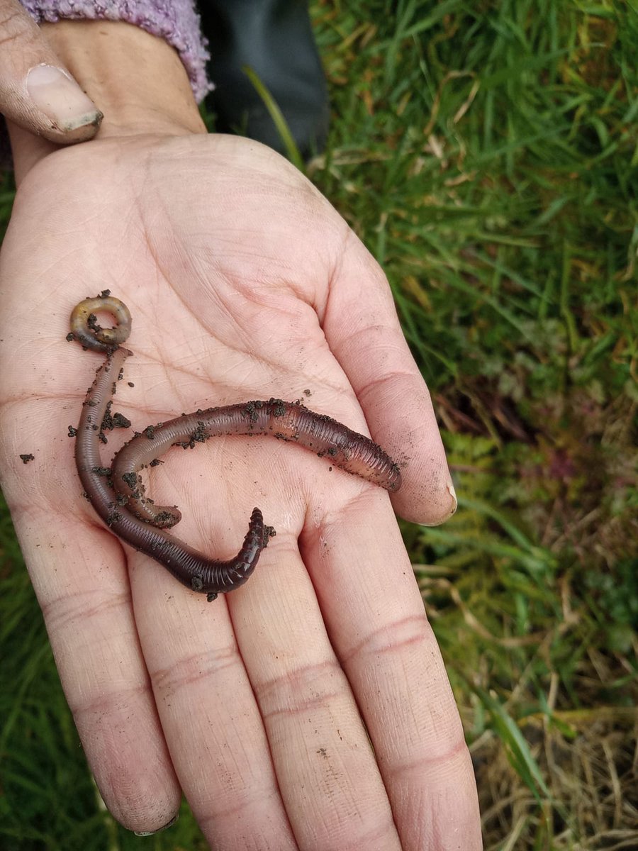 PrendMill_sci's tweet photo. Spent a lovely morning with Mel @nustem_uk at a local school answering questions on #earthworms
Their enthusiasm was inspiring 😊 #madeMyWeek
@NUGeog https://t.co/ZYb2fGHJ4x