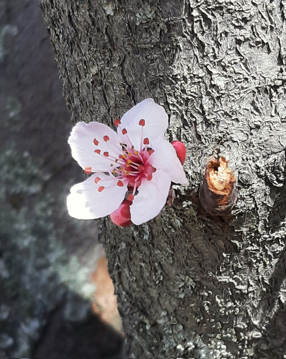 celesgalan64's tweet photo. Qué fuerza para salir por el tronco !
#florecillas de #pruno 🌸 https://t.co/E5e1D1i1PN