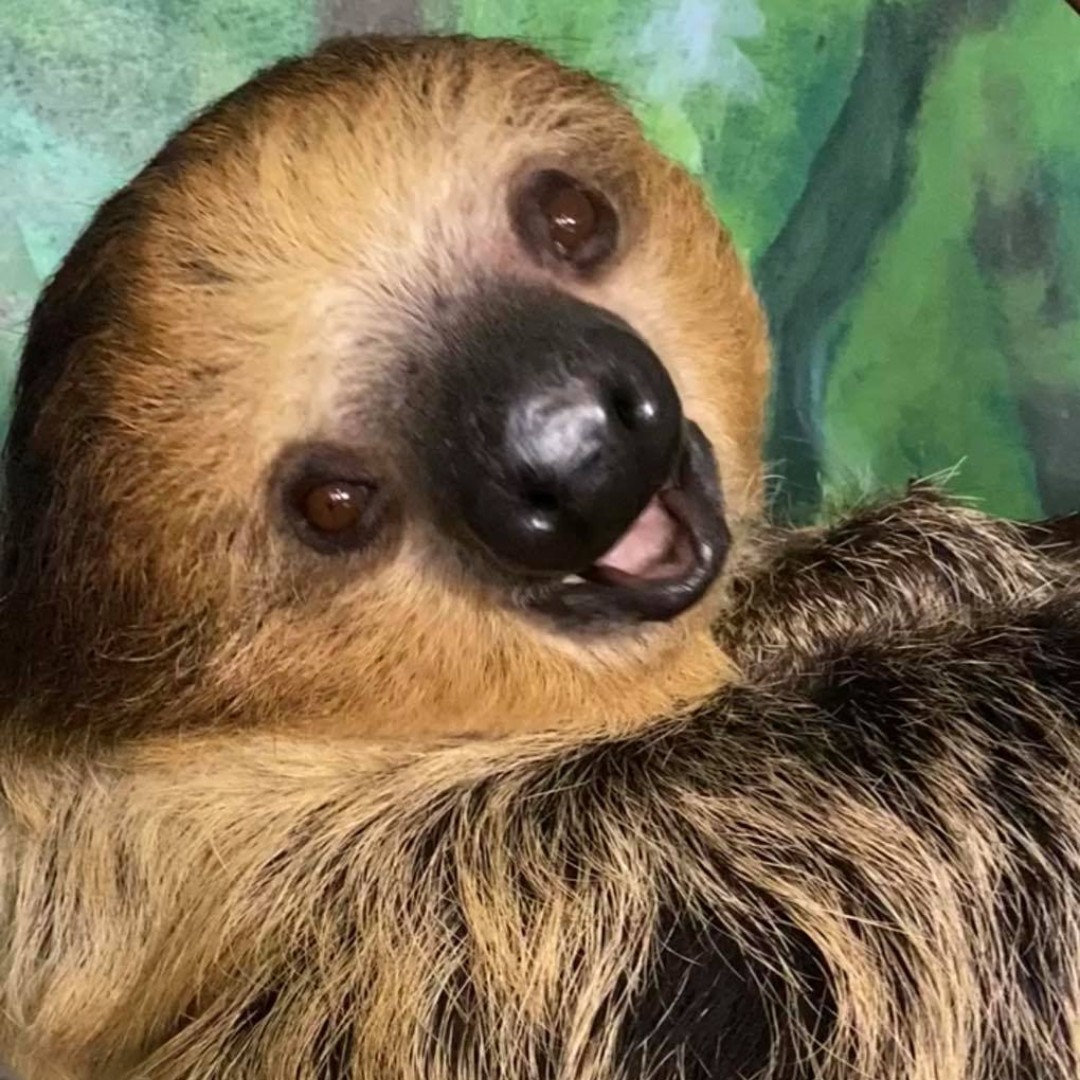 zoonewengland's tweet photo. Of course #StoneZoo is also hosting a #ZootoYou #BracketChallenge too! Today's match-up pits the two-toed #sloth against the river #otter.
If you can even choose, comment with your pick on this post: ➡️https://t.co/cOc6PNKeWh https://t.co/V6GSHBWK8E