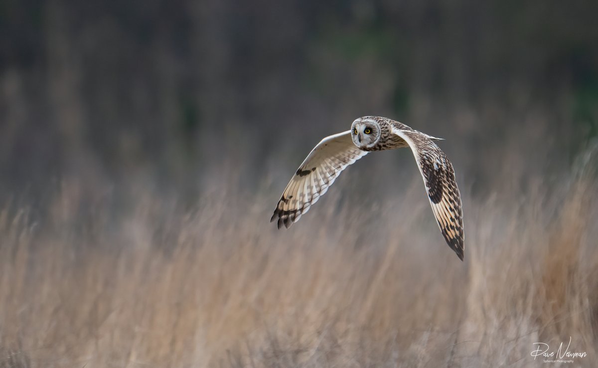 DaveSpherical's tweet photo. The #shorteared #owl in flight was achieved... amazing watching these hunt.
#owls #owl #shorty #TwitterNatureCommunity #TwitterNaturePhotography #photooftheday #photographers #bird #birds #birdphotography #SonyAlpha @SonyUK #flight #hidden #raptor #lincolnshire https://t.co/hDk4dc0VwO