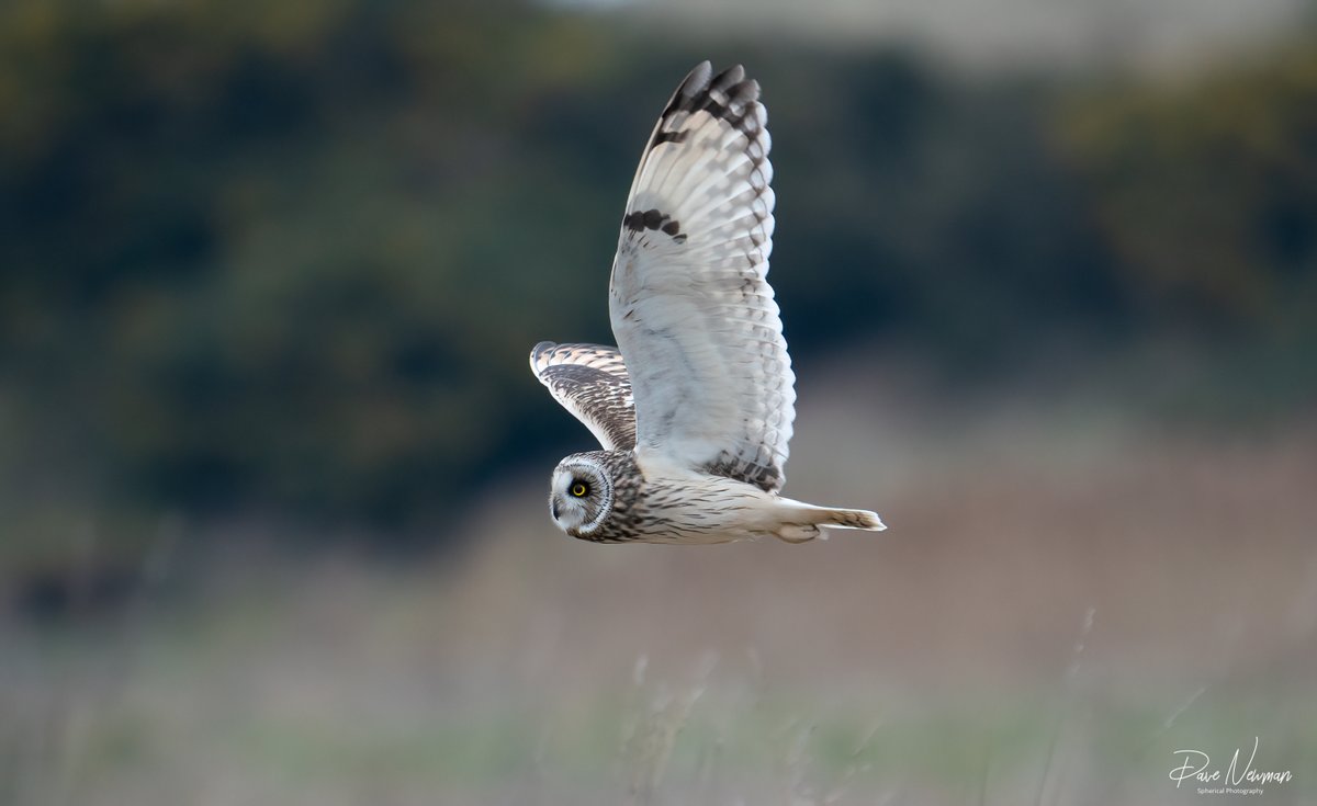 The #shorteared #owl in flight was achieved... amazing watching these hunt. #owls #owl #shorty #TwitterNatureCommunity #TwitterNaturePhotography #photooftheday #photographers #bird #birds #birdphotography #SonyAlpha @SonyUK #flight #hidden #raptor #lincolnshire