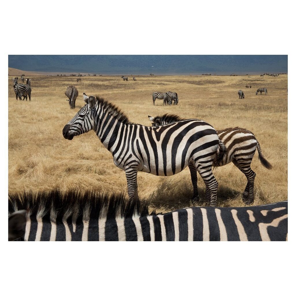 Glazer's Presents: John Greengo Workshops

Sat Mar 25 | Composition Fundamentals with John Greengo

Sun Mar 26 | Travel Photography with John Greengo

Sat Apr 15 | Nature &amp; Landscape Photography with John Greengo

Sat May 13 | Photography Fundamentals wi… instagr.am/p/Cpx5niqvH2j/