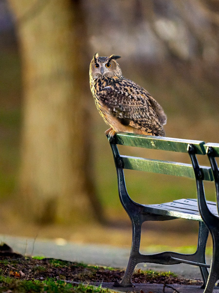 When I sit on a bench in Central Park, I sometimes daydream about the illustrious people who may have sat there before—writers, artists, actors, philanthropists, politicians… Flaco, the escaped Eurasian eagle-owl, one night last week.

#birds #birdwatching #nature #birdcpp