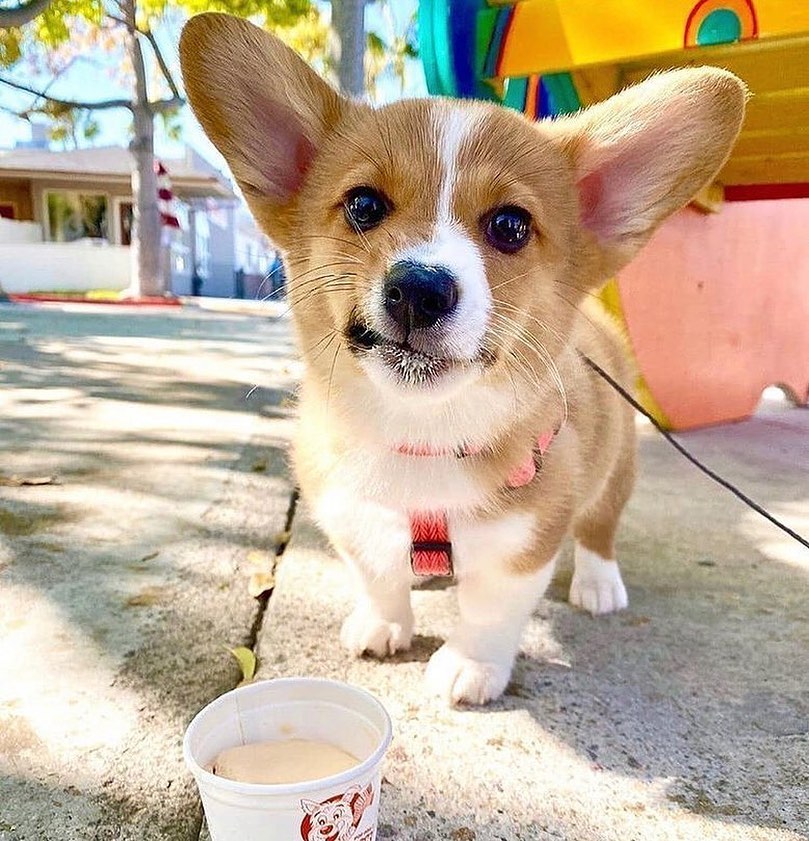 corgilovers37's tweet photo. Cuteness Overloaded💕💕
#Corgi #CorgiCrew #corgicommunity #corgilovers #photography #Americans https://t.co/PxIbHqNvm1