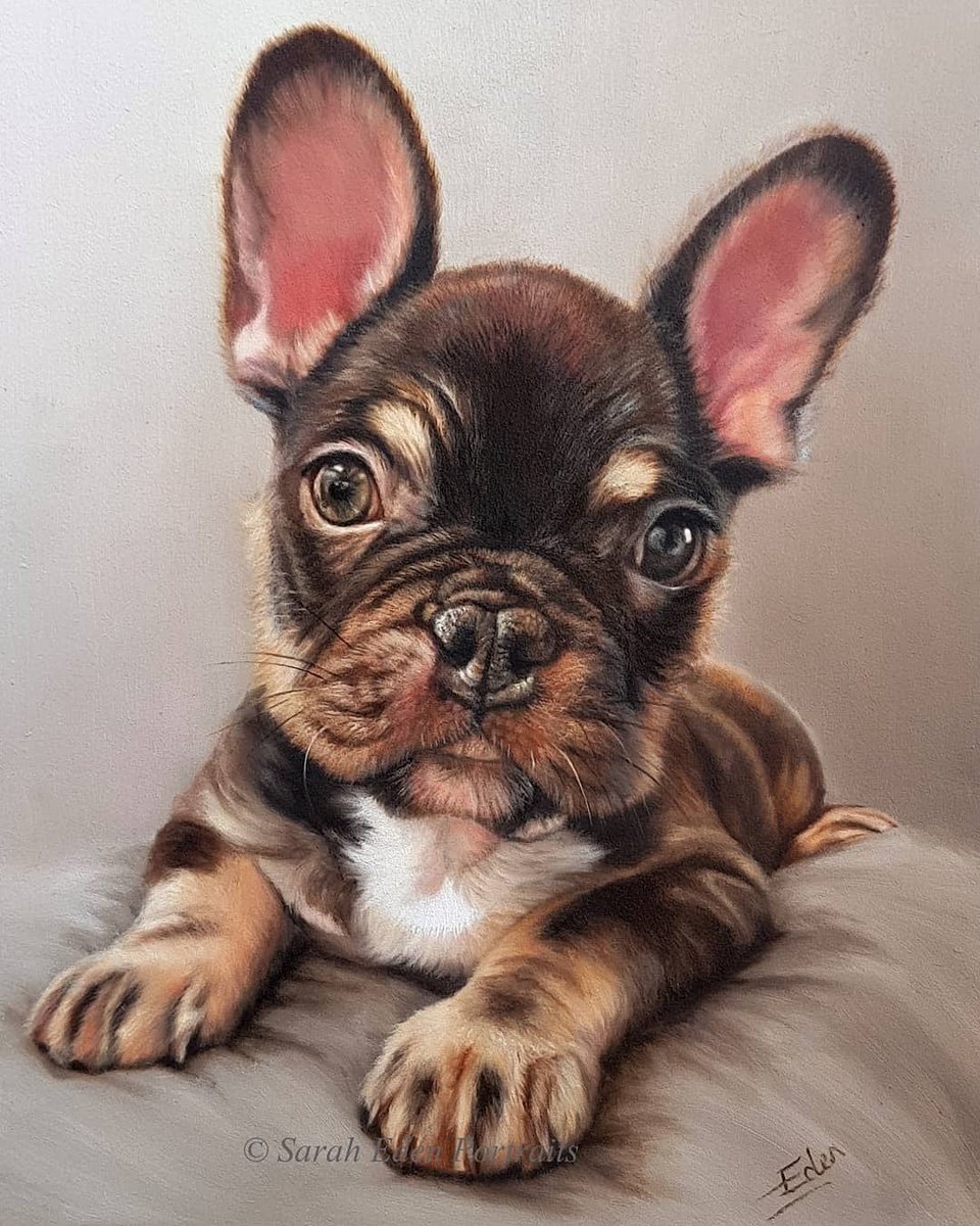 A tiny little portrait that I completed a few years back. I hadn't had the pleasure of painting a puppy portrait before and what a fantastic subject I got for my first!

'Hugo', oil on board 8 x 10'

#frenchbulldog #frenchbulldogs #frenchbully #frenchiesofinstagram #frenchiepuppy
