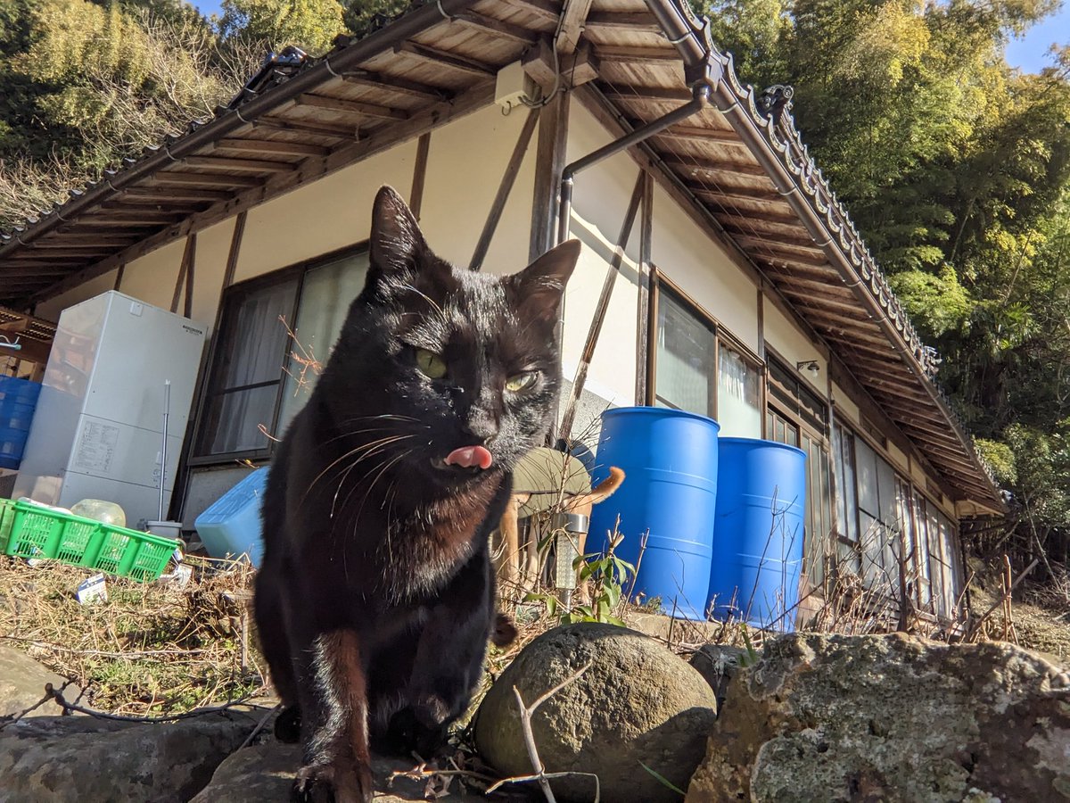 IEF_NGEEANN's tweet photo. Gea's morning routine is to check if there's anything that she can hunt today. Didn't bring any prize but I'm pretty sure she 💀 something https://t.co/QdjnMFkMqT