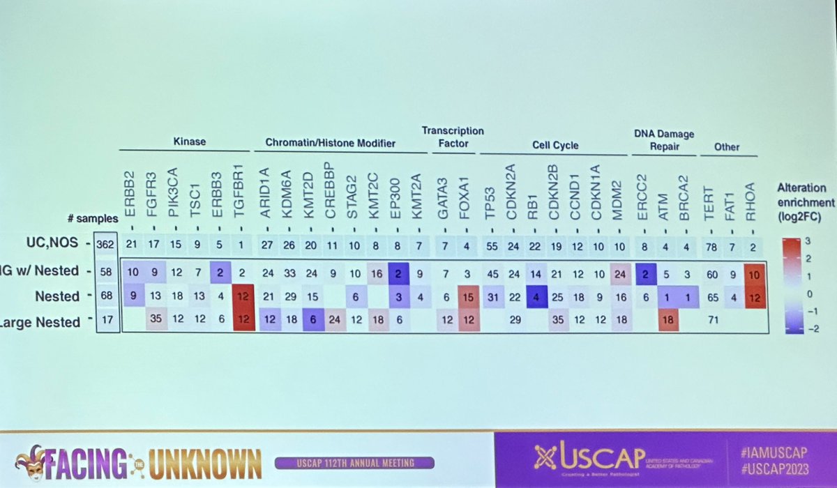 Now at the #USCAP2023 #GUpath platform session, Dr Merve Basar @toprakdeniz23 is presenting the clinical, molecular, and #ihcpath profiles of the Nested Subtype of Urothelial Carcinoma🎉🎉🎉 @TheUSCAP #USCAP23 @drgamzeozcan @mindtheflights @h_alahmadie 👏🏻